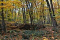 Autumn colours in the Fageda dÃ¢â¬â¢En JordÃÂ  beech forest, Garrotxa Volcanic Zone Natural Park, Catalonia